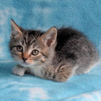 Ellie -  Domestic Short Hair Cat for Adoption in Eureka, California - Ellie | PetCurious