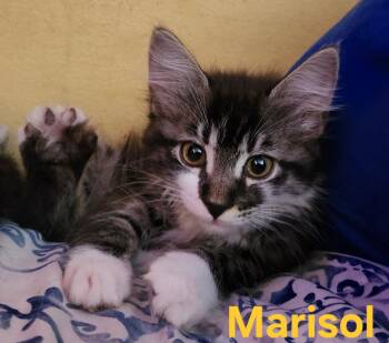 Marisol -  Domestic Long Hair Cat for Adoption in Longwood, Florida - Marisol | PetCurious