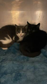 Domestic Short Hair Cats Available for Adoption in Fort Payne, Alabama - Yazi | PetCurious