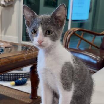 Tommy -  Domestic Short Hair Cat for Adoption in Sarasota, Florida - Tommy | PetCurious