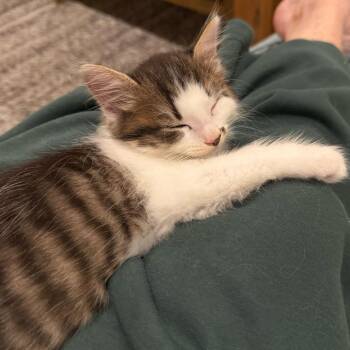 Domestic Short Hair Cats Available for Adoption in Escondido, California - Virginia | PetCurious