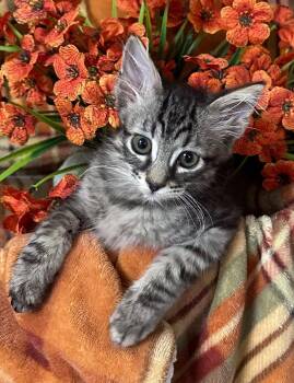 (SW) 6/25/26 Jimmy -  Domestic Short Hair Cat for Adoption in Stillwater, Oklahoma - (SW) 6/25/26 Jimmy | PetCurious