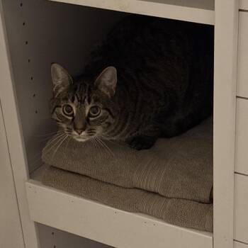 Jolene -  Domestic Short Hair Cat for Adoption in Rochester, Minnesota - Jolene | PetCurious