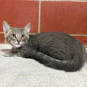 Folly -  Domestic Short Hair Cat for Adoption in Cabot, Arkansas - Folly | PetCurious