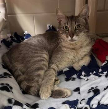 Fuji -  Domestic Short Hair Cat for Adoption in Bellevue, Washington - Fuji | PetCurious