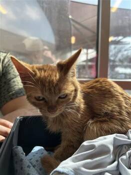 Domestic Short Hair Cats Available for Adoption - PEACH | PetCurious