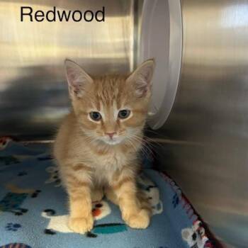 Redwood -  Domestic Short Hair Cat for Adoption in Knoxville, Tennessee - Redwood | PetCurious