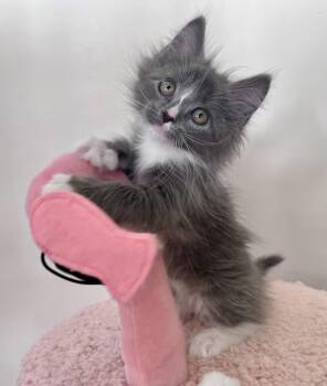 Domestic Long Hair Cats Available for Adoption - Muffin | PetCurious