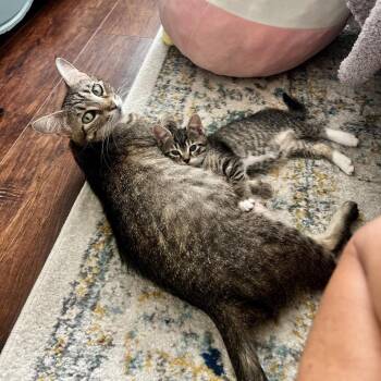 Domestic Short Hair Cats Available for Adoption in Juno Beach, Florida - Bailey | PetCurious