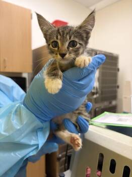Catniss -  Domestic Short Hair Cat for Adoption in Raleigh, North Carolina - Catniss | PetCurious