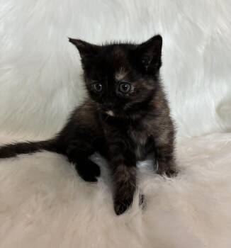 Domestic Short Hair Cats Available for Adoption in Columbia, Maryland - Sapphire | PetCurious