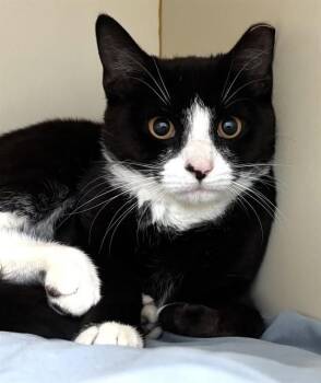CHECKERS -  Domestic Short Hair Cat for Adoption in Boston, Massachusetts - CHECKERS | PetCurious
