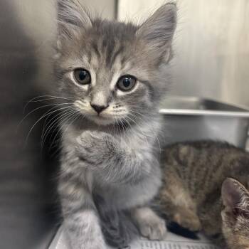 Turtle -  Domestic Short Hair Cat for Adoption in Auburn, Alabama - Turtle | PetCurious
