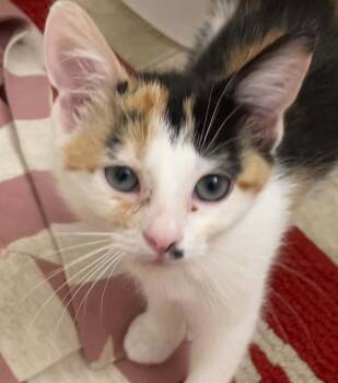 Sugar -  Domestic Short Hair Cat for Adoption - Sugar | PetCurious