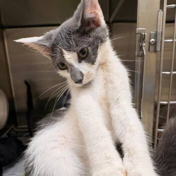 Falcons -  Domestic Short Hair Cat for Adoption in Winston-salem, North Carolina - Falcons | PetCurious