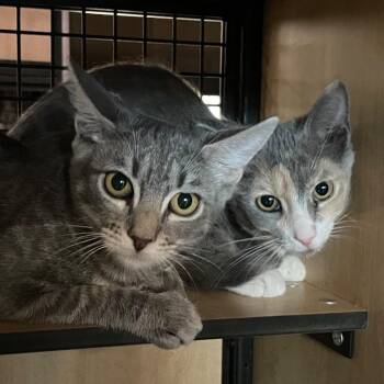Domestic Short Hair Cats Available for Adoption - Mako (and Cove) | PetCurious