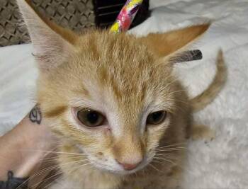 Sebastian -  Domestic Short Hair Cat for Adoption in Dayton, Minnesota - Sebastian | PetCurious
