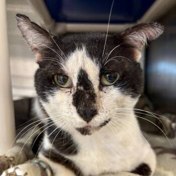 Marcus -  Domestic Short Hair Cat for Adoption in Austin, Texas - Marcus | PetCurious