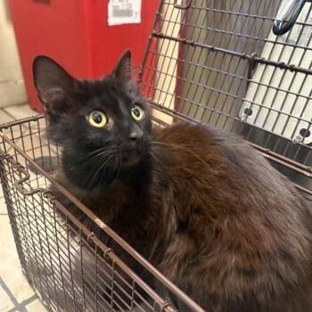 Dana -  Domestic Medium Hair Cat for Adoption in Pasadena, California - Dana | PetCurious