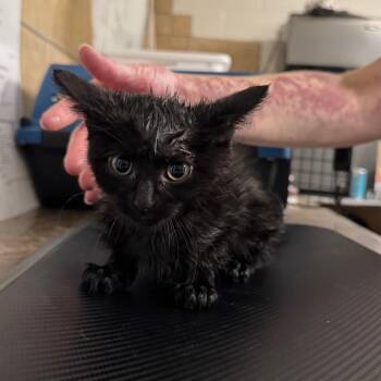 Geodude -  Domestic Medium Hair Cat for Adoption in Eureka Springs, Arkansas - Geodude | PetCurious