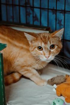 Tabby Cats Available for Adoption in Le Mars, Iowa - Spaghetti | PetCurious