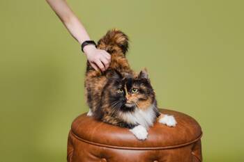 Callie -  Domestic Short Hair Cat for Adoption in Raleigh, North Carolina - Callie | PetCurious
