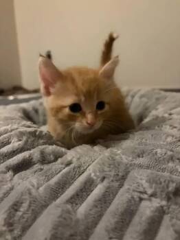 Piquillo -  Domestic Short Hair Cat for Adoption in Wyoming, Michigan - Piquillo | PetCurious