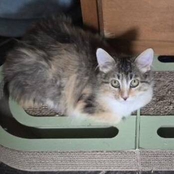 Snowshoe Cats Available for Adoption in Valley Park, Oklahoma - Fluffy | PetCurious