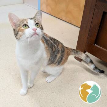 Michi -  Domestic Short Hair Cat for Adoption in Toledo, Ohio - Michi | PetCurious