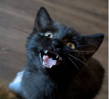 Rescue Domestic Medium Hair Cats for Adoption - Billy | PetCurious