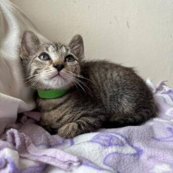Juniper Woodville -  Tabby and Domestic Short Hair Cat for Adoption in Friendswood, Texas - Juniper Woodville | PetCurious