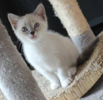 Domestic Short Hair Cats Available for Adoption in Minneapolis, Minnesota - Bunny-Pending Adoption | PetCurious