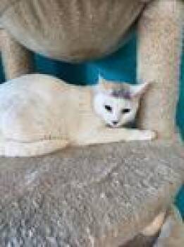 Domestic Short Hair Cats Available for Adoption in Chico, California - Marshmallow | PetCurious