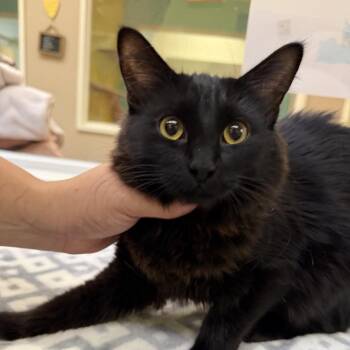 Zombina -  Domestic Short Hair Cat for Adoption in Fresno, California - Zombina | PetCurious