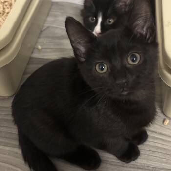 Pluto -  Domestic Short Hair Cat for Adoption in Renton, Washington - Pluto | PetCurious