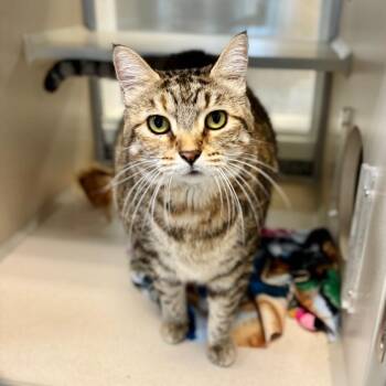 Patty -  Domestic Short Hair Cat for Adoption in Great Falls, Montana - Patty | PetCurious