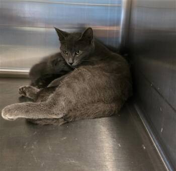 Domestic Short Hair Cats Available for Adoption in Houston, Texas - A655491 | PetCurious