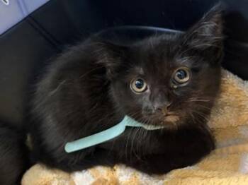 Martha -  Domestic Short Hair Cat for Adoption in Fairfax, Virginia - Martha | PetCurious