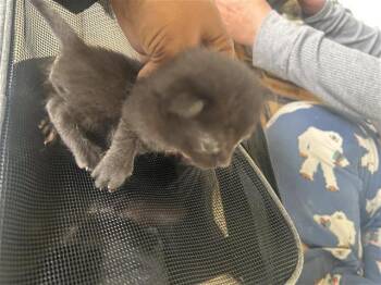 Domestic Short Hair Cats Available for Adoption in Houston, Texas - A656729 | PetCurious