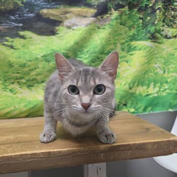 Helen -  Domestic Short Hair Cat for Adoption in Normal, Illinois - Helen | PetCurious