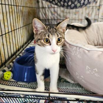 Ernie -  Domestic Short Hair Cat for Adoption in Searcy, Arkansas - Ernie | PetCurious