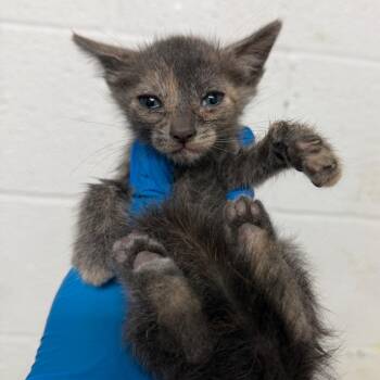 Mila -  Domestic Short Hair Cat for Adoption in Edinburg, Texas - Mila | PetCurious