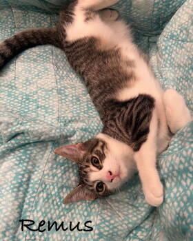 Rescue Domestic Short Hair Cats for Adoption in Seal Beach, California - Remus | PetCurious