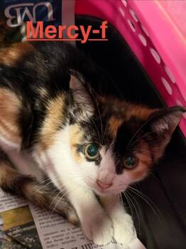 Mercy 26 -  Calico and Domestic Short Hair Cat for Adoption in Brookhaven, Mississippi - Mercy 26 | PetCurious