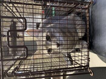Domestic Short Hair Cats Available for Adoption in Modesto, California - PETER | PetCurious