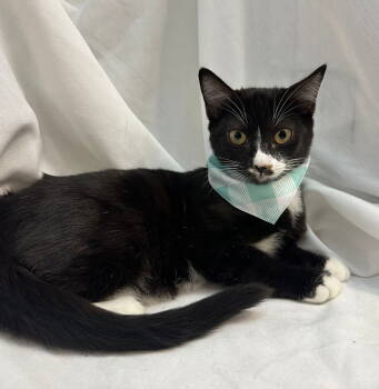 Rescue Domestic Medium Hair Cats for Adoption in Margate, Florida - BINX | PetCurious