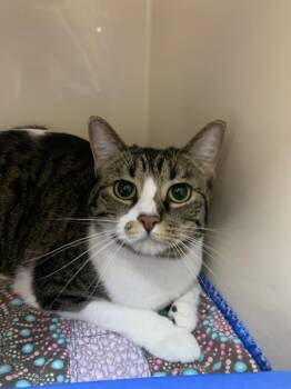 Domestic Short Hair Cats Available for Adoption - Moana | PetCurious