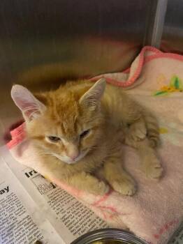 Domestic Short Hair Cats Available for Adoption in Jackson, Tennessee - Jack | PetCurious