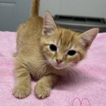 Alex -  American Shorthair Cat for Adoption in Bethel, Connecticut - Alex | PetCurious
