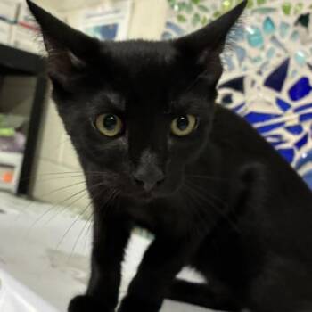 FLOYD -  Domestic Short Hair Cat for Adoption in Pensacola, Florida - FLOYD | PetCurious